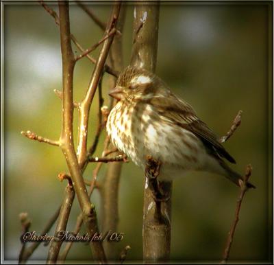 Content SONG SPARROW.jpg