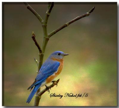 Proud male blue bird.jpg