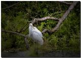 Great egret-9-24-1.jpg