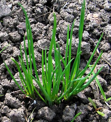 Red-Shallots-8-days-old.jpg