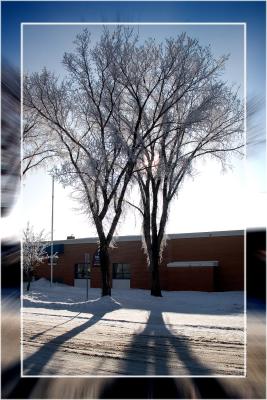 Winter Shade