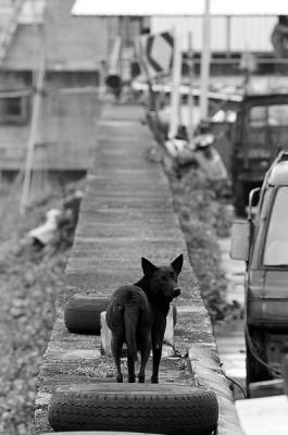 DOG-0027