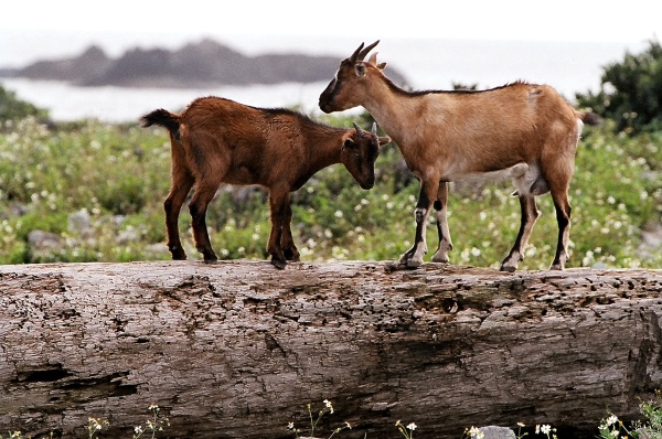 LANYU ISLAND-0018