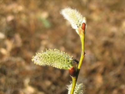Gone to seed