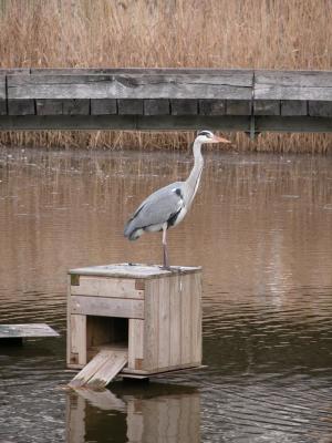 2005-02-09: Parisian heron