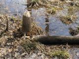 Beaver activity, Otter Creek