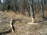 Beaver activity, Otter Creek