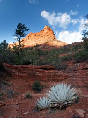 Agave, Soldier Pass Trail