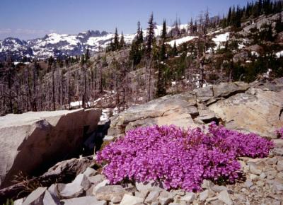 alpine lakes flowers