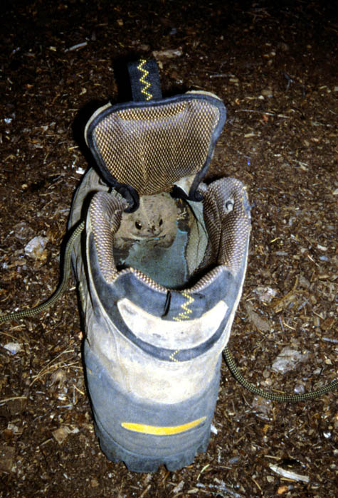 1998 PCT Oregon Toad found in my shoe in the morning, Camping on the PCT Washington