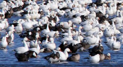 More Snow Geese