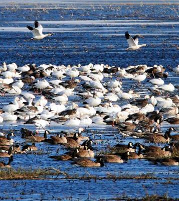 Snow and Canadian Geese