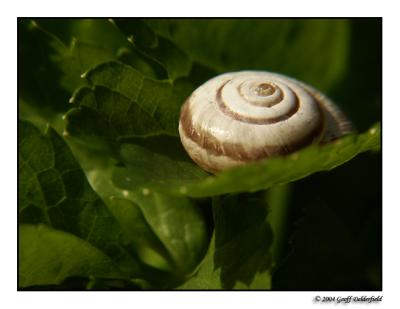 snail on leaf 2 copy.jpg