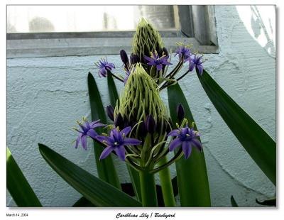 Caribbean Lily