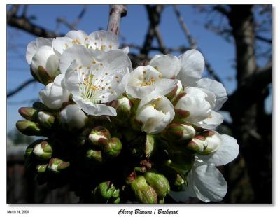 Backyard Cherry Blossoms
