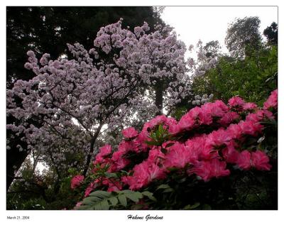 Cherry blossoms and Azalea