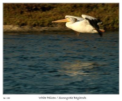 White Pelican at the Sunnyvale Baylands