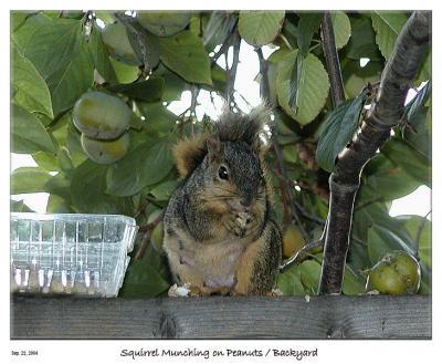 Squirrel eating Peanuts