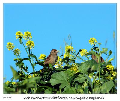 Bird amongst the wildflowers