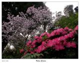 Cherry blossoms and Azalea