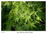 Japanese Maple after the rains