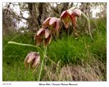 Mission Bells