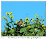 Bird amongst the wildflowers