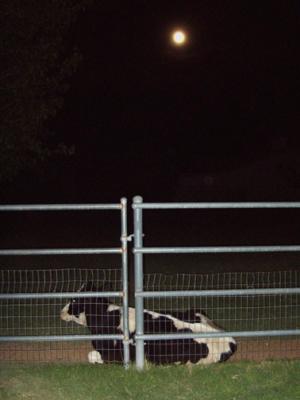 cow and moon