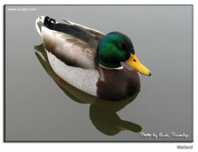 Mallard