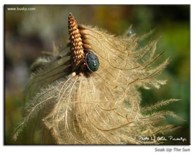 u42/budip/medium/27320004.SoakUpTheSun.jpg