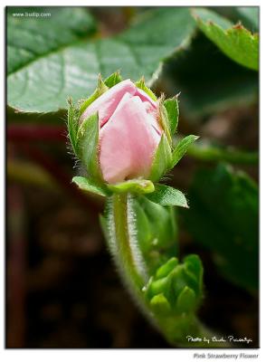 u42/budip/medium/27320006.StrawberryFlower02.jpg