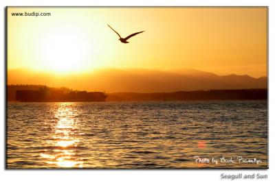 Seagull and Sun