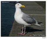 Seagull