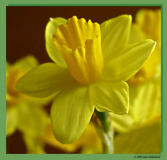 daff449.jpg