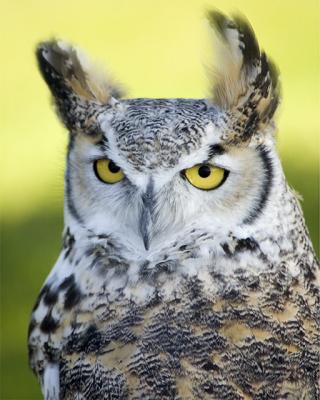 Great Horned Owl II