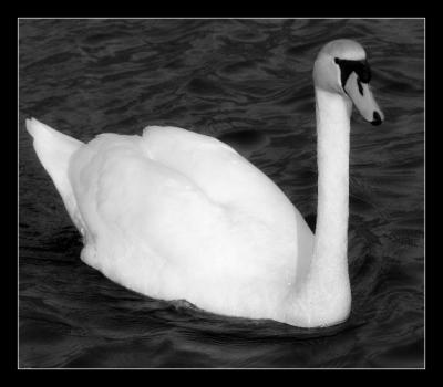 Swan