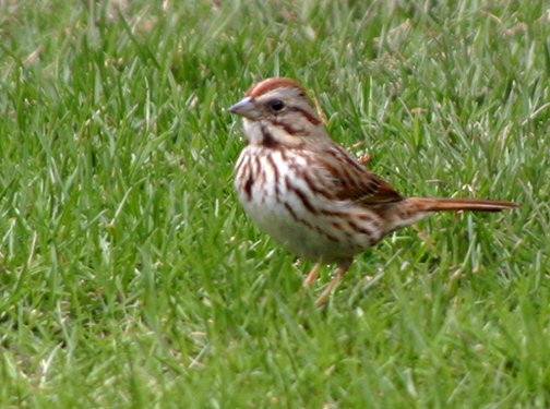 Song Sparrow