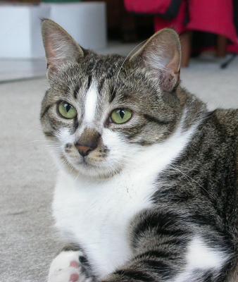 Tabitha