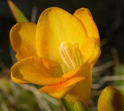 u42/camare/medium/27294937.YellowFlower9136.jpg