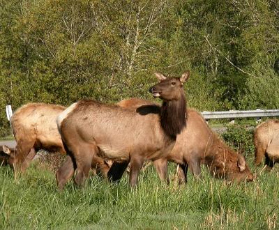 Elk Cow 9342