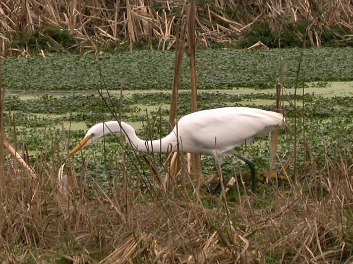 Egret 8337.jpg