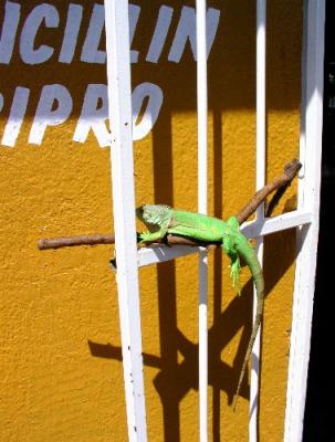 Iguana on Stick Outside Drugstore