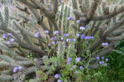 Borrego Springs Desert Flowers