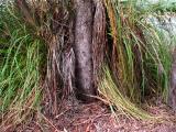 Lizards Lair