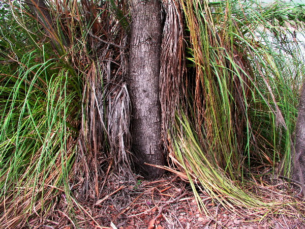 Lizards Lair