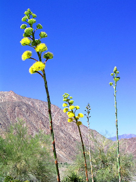 Northern Anza Borrego Desert