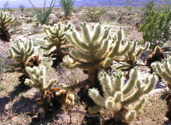 Backlit Chollas