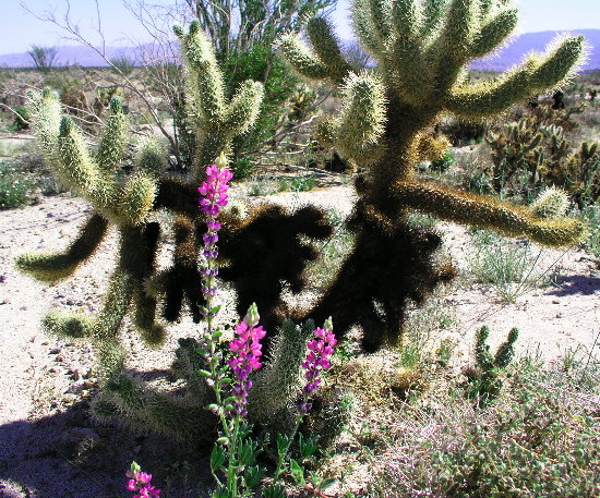 Chollas & Wildflowers