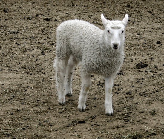 Sheep - 1