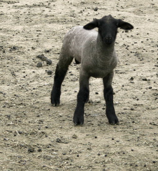 Sheep - 3